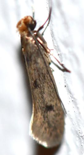 Tinea sp.